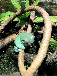The fact that they can breathe through their skin allows them to stay underwater for much longer periods of time when they are hibernating. Can White S Tree Frogs Talk Aquarium Fact Sheet Berkshire Museum