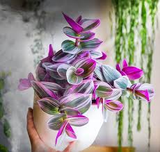 Image result for Tradescantia
