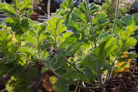 Image result for Pelargonium luridum