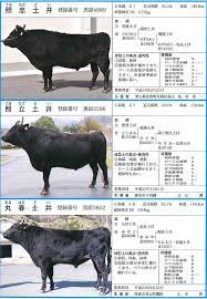 平成31年度兵庫県黒毛和種種雄牛 | 淡路畜産農業協同組合連合会