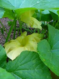 Maybe you would like to learn more about one of these? Edible Flowers Umn Extension
