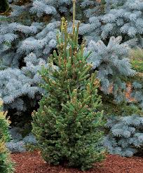 This is due to differences in growth patterns: Trees For Tight Spaces Finegardening