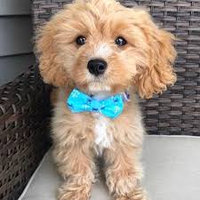 We have high standards regarding the breeding of our pups. Cora S Cavapoo Puppies Home Facebook
