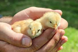 Theoretically, male chickens, at any age, are more curious, aggressive, and boisterous than juvenile females. How To Tell If You Have A Hen Or A Rooster Small Pet Select
