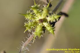 Image result for Acanthospermum hispidum