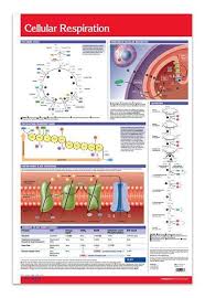 Cellular Respiration Biology Poster 24 X 36 Laminated Quick Reference Guide Cellular Respiration Biology Cellular Respiration Biology Poster