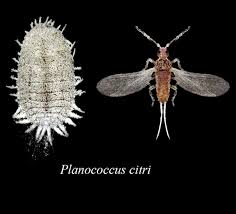 Image result for Mealybug cucumber