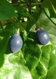 Image result for Passiflora suberosa