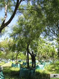 Image result for Searsia lancea