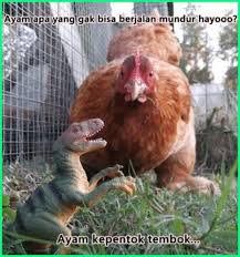 12 Meme Ayam Paling Gokil Dan Kocak Yang Bikin Ngakak Dunia Fauna Hewan Binatang Tumbuhan Hewan Ternak Ayam Kandang Ayam
