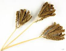 Image result for Eleusine africana