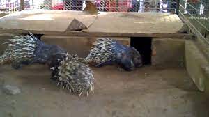 Animal jam is an online playground filled with fun and adventure for kids who love animals and the outdoors! Sojaru Indian Crested Porcupine à¦¨à¦¤ à¦¨ à¦ª à¦°à¦œ à¦¤ à¦° à¦¸à¦œ à¦° Imran Digital Youtube