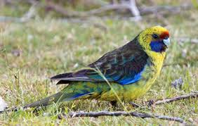 Grey Bird With Red Cheeks Green Rosella Platycercus Caledonicus 37 Cm 14 5 In Long The Largest Rosella It Has A Yellow Head And Underparts With Australian Birds Pet Birds Parrot