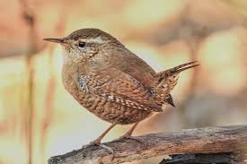 Zaunkonige Steckbrief Brutzeit Nest Plantura In 2020 Schadlinge Im Garten Grabbepflanzung Pflanzen