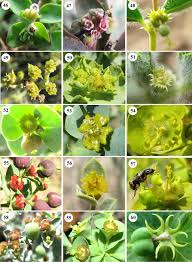 Image result for Euphorbia guerichiana