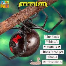 Black widow (natalia romanova, aka natasha romanov) is a marvel comics super heroine. 100 Animal Facts Ideas Animal Facts Pets Facts