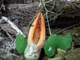 Image result for Pseudopod Ospermum