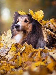 Foto Collie Hunde Blatt Herbst Blick Ein Tier 600x800 Tiere hintergrundbilder mit einem gefaehrlichen hai mit grossen scharfen zaehnen. foto collie hunde blatt herbst blick