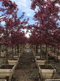 Maybe you would like to learn more about one of these? Malus Royal Raindrops Boething Treeland Farms