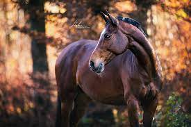 braunes pferd steht im herbstlichen wald bunte blatter wallach equine pferd bilder foto fotograf pferde fotografie pferdefotografie schone pferde