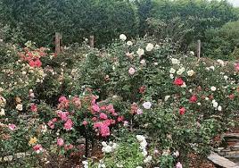 Garden home recreation center offers programs for all ages. 8 Rose Garden Ideas To Try In Your Own Yard