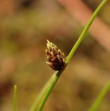 Image result for Isolepis setacea