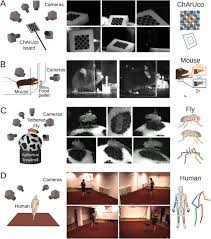 Ulož.to je československou jedničkou pro svobodné sdílení souborů. Anipose A Toolkit For Robust Markerless 3d Pose Estimation Biorxiv