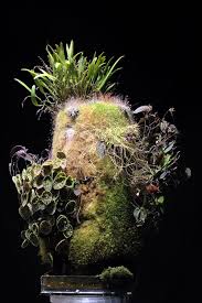 Nano Viv Orchids Moss Plant Carnivorous Plants