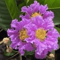 Image result for Lagerstroemia speciosa
