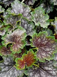 Image result for heuchera americana