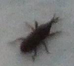 Reismehlkäfer der reismehlkäfer und seine larven riechen stark nach lysol. Ungeziefer Im Haus Was Sind Das Fur Kleine Kafer Hausgarten Net
