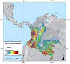 Image result for Adenostemma afrum
