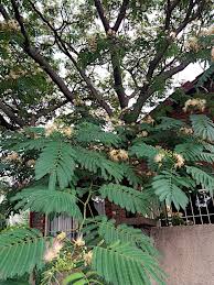 Image result for Albizia antunesiana