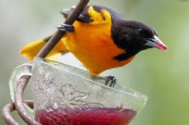 (see the oriole feeding preferences chart below for details on specific oriole species.) specialized oriole bird feeder designs are available that accommodate only the foods orioles prefer, therefore. Tips For Attracting Orioles To Your Yard