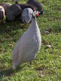 Raising Guinea Fowl