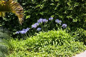 The best annuals for full sun include angelonia, california poppies, cosmos, signet marigolds, sunflowers and zinnias. Hardy Tropical Looking Plants Choosing Tropical Plants For Zone 6 Gardens