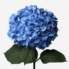 Your blue hydrangea stock images are ready. Sky Blue Hydrangea Flowers Flowerbx Us