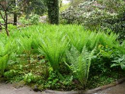 Matteuccia Struthiopteris In 2020 Farne Garten Pflanzen Farn