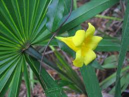 Image result for Gelsemiaceae