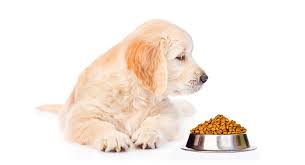 best food for golden retriever puppy dogs top tips and reviews