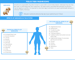 Toxicology is a key component of many criminal cases, and mushrooms are certainly not absent from the list of drugs that come up in discovery. How Long Do Mushrooms Stay In Your System Cwc Recovery