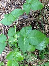 Here's our guide to identifying and getting rid of poison ivy safely. Poison Ivy Look Alikes And More Turf King