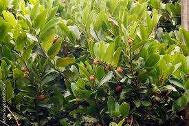 Image result for Ebenaceae