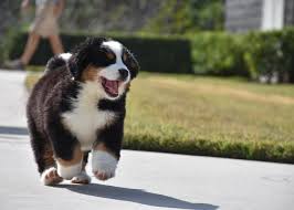 Wij hebben regelmatig berner sennen pups. Berner Sennenhond Puppy Info Geschiedenis Karakter Puppygroep Nl