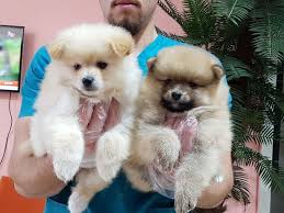 Ucretli Pomeranian Boo Yavrulari Ucretli Pomeranian Boo Yavrulari Kopek Kopekseverler Kopeksahiplendirme Kopekyavrusu Evcilhayvan Evcilhay Hondjes