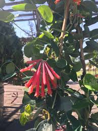 Check spelling or type a new query. Coral Honeysuckle Vine Florida Nursery Mart