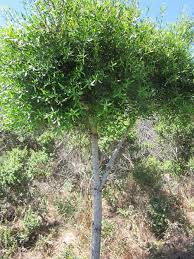 Image result for Maytenus chasei