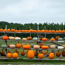 Sprinkle with stuffing or dressing; Annie Falk Tips For Fall Entertaining Architectural Digest