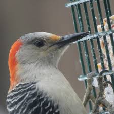 Adults weigh about 72.5 grams (range 56 to 91 g), and are 22.9 to 26.7 cm long. Female Red Bellied Woodpecker Eating Suet In My Backyard Red Bellied Woodpecker Backyard Bird Watching