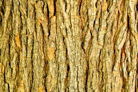 Image result for tree bark